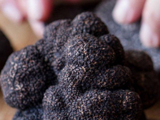 Una trufa negra puede pesar entre 40 y 550 gramos.&nbsp;
