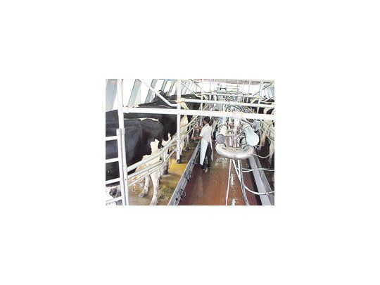 La Argentina es el cuarto productor de leche en polvo, con 270 mil toneladas y participa en la exportación mundial con el 10% del total.