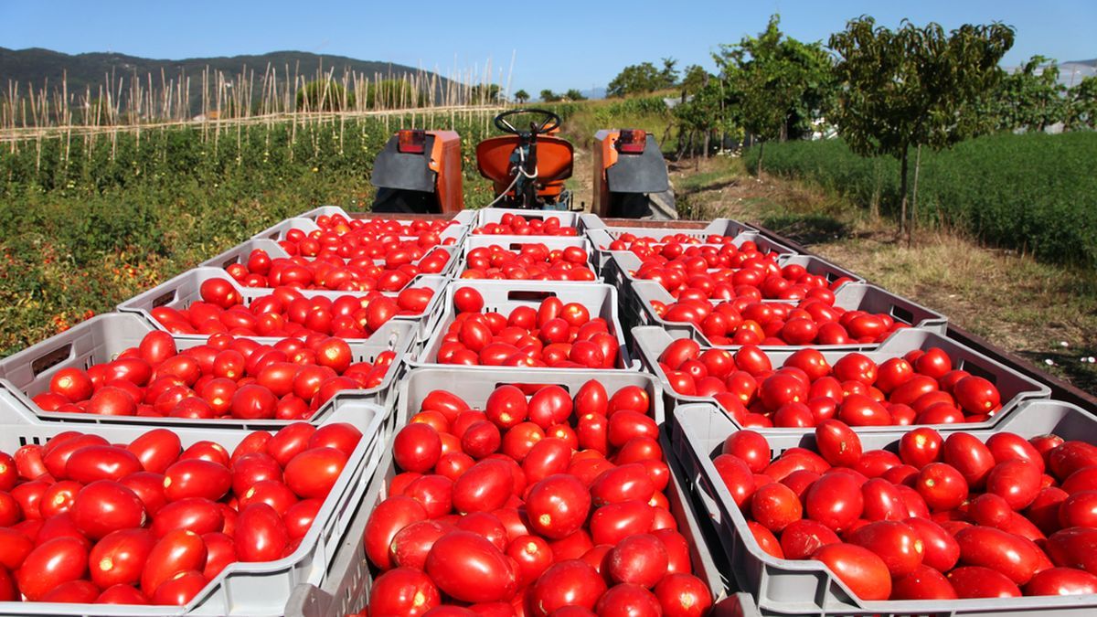 US imposes 17% tariffs on most of Mexico’s tomatoes