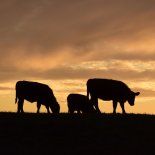 El agro espera conocer los detalles sobre el alcance del acuerdo. El agro espera conocer los detalles sobre el alcance del acuerdo.