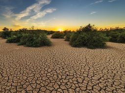 por la sequia, se redujo 50% la cosecha de trigo y puede caer la siembra de soja