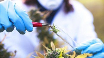 Cannabis.