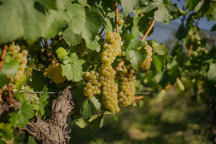 Uvas de torrontés en viñedos de Bodega Susana Balbo. Uvas de torrontés en viñedos de Bodega Susana Balbo.
