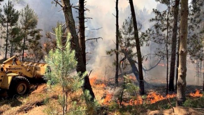 Varias dotaciones de bomberos procuran sofocar un incendio declarado en el bosque de Pinamar.
