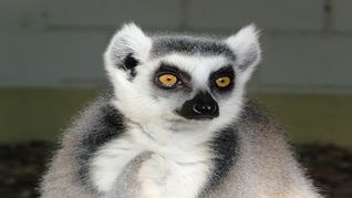 Mono lemur.