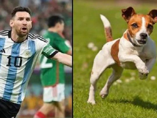 La comparación entre jugadores y perros. 