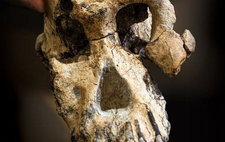 Encontraron un eslabón perdido que reescribe la evolución del ser humano