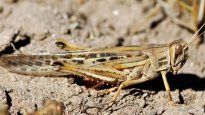 El Senasa envío una alerta por el crecimiento de la Langosta Sudamericana en el norte del país.