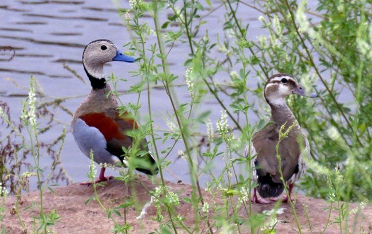 Según la ley nacional 22.421, todos los habitantes tienen el deber de proteger la fauna silvestre﻿.