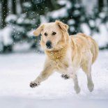 El cuidado de las patas de tu perro en invierno es fundamental para su cómodidad y su salud. El cuidado de las patas de tu perro en invierno es fundamental para su cómodidad y su salud.