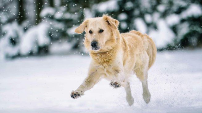 El cuidado de las patas de tu perro en invierno es fundamental para su cómodidad y su salud.