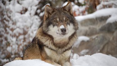 Suecia comenzó la mayor cacería de lobos de su historia