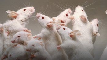 Ratones que no envejecen.&nbsp;