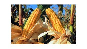 El USDA subió 7% la estimación de la cosecha de maíz argentino