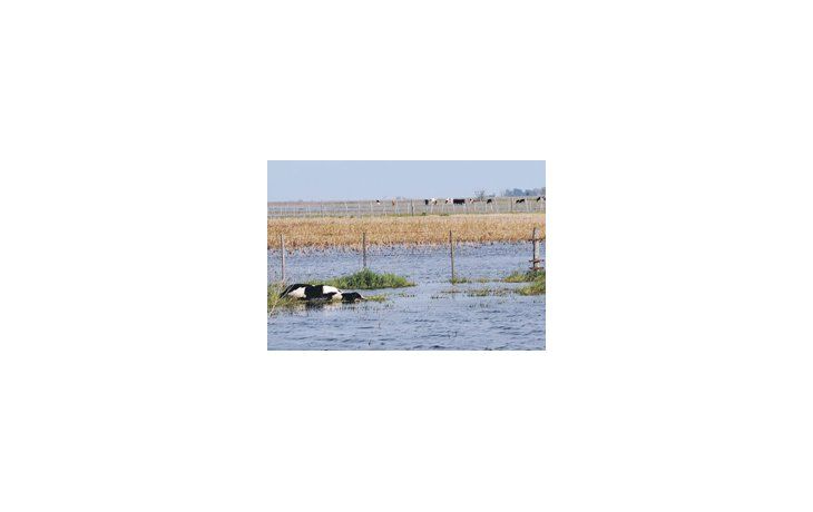 ámbito.com | Según entidades ruralistas, más de 10 millones de hectáreas bonaerenses están afectadas por el exceso de agua. La situación ya provocó una gran mortandad de animales.