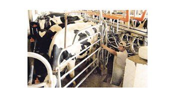 El eslabón de la producción demanda que la industria pague más por la leche cruda. En la Argentina, los tamberos reclaman al menos $ 1 por litro; en Francia, no son rentables los 0,20 de euro que ofrecen las cooperativas.