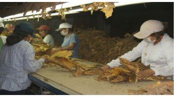 Tabaco: el sector primario apoya la Ley Ómnibus