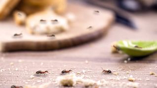 Las hormigas pueden volverse un dolor de cabeza si no las combates a tiempo.