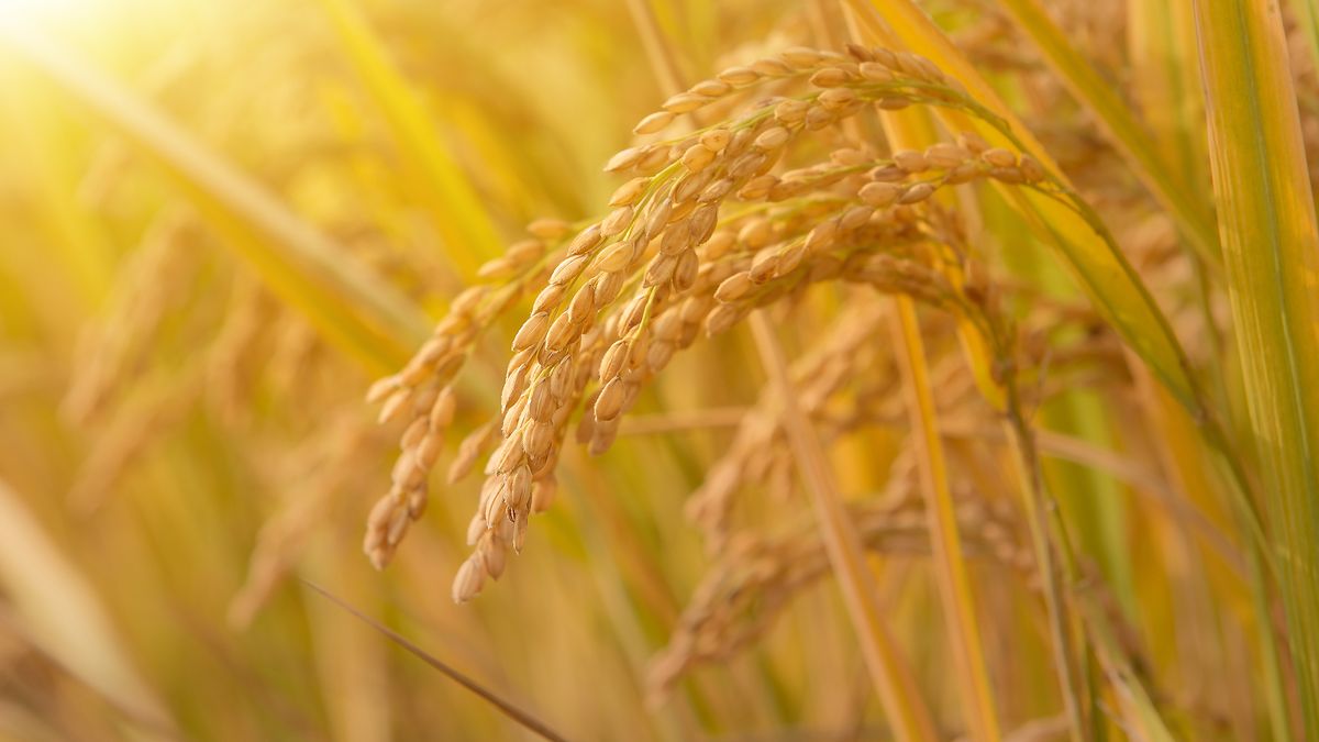 México autorizó la importación de arroz palay producido en la Argentina