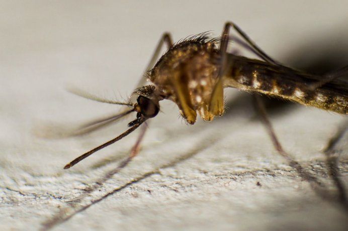 Brote histórico de dengue en Argentina