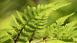 Una planta que crece bien a la sombra y puede hacer más amable el verano en casa. Una planta que crece bien a la sombra y puede hacer más amable el verano en casa.