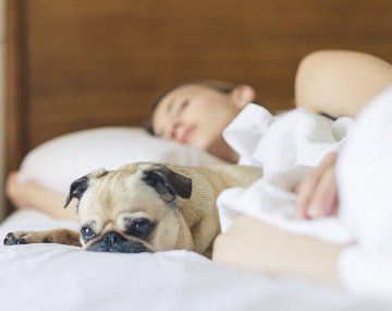 La peculiar caracteristica de quienes duermen con su mascota. La peculiar caracteristica de quienes duermen con su mascota.