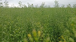 La camelina es un cultivo de invierno.