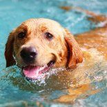 Ante la aparición de cualquiera de estos síntomas, se recomienda acudir de inmediato al veterinario más cercano. Ante la aparición de cualquiera de estos síntomas, se recomienda acudir de inmediato al veterinario más cercano.