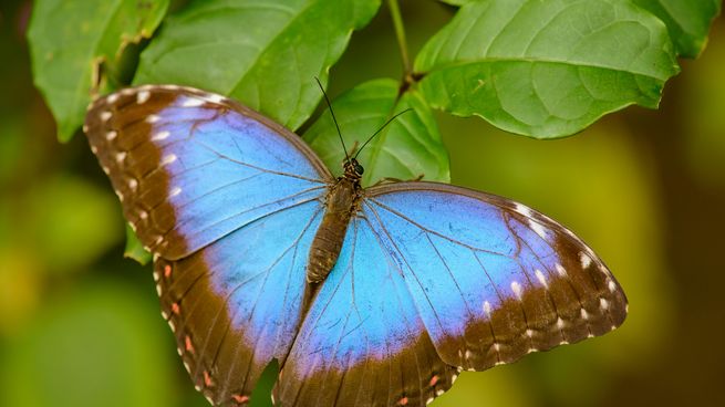 La mariposa: símbolo ancestral de transformación y renovación en diversas culturas.