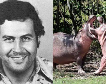 Alerta por los hipopótamos de Pablo Escobar en Colombia: científicos recomiendan sacrificarlos