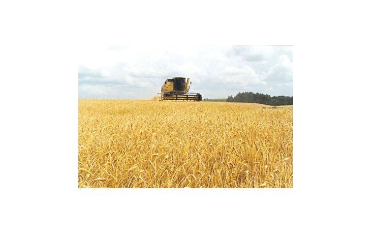 ámbito.com | Envíos dorados. El trigo es el principal producto de exportación. En el primer semestre del año representó el 66% de las importaciones del país vecino.