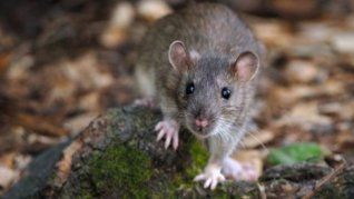 El hantavirus se contrae principalmente al inhalar partículas de orina, saliva o heces de roedores que quedan suspendidas en el aire al ser removidas. El hantavirus se contrae principalmente al inhalar partículas de orina, saliva o heces de roedores que quedan suspendidas en el aire al ser removidas.