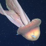 Gran hallazgo de investigadores del CONICET en el mar argentino. Gran hallazgo de investigadores del CONICET en el mar argentino.