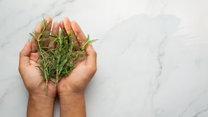 El ritual con romero para atraer abundancia El ritual con romero para atraer abundancia