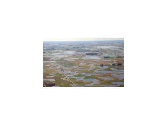 Oil World reduce estimación de soja récord argentina por inundaciones