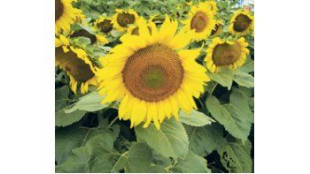 La revista especializada Oil World aseguró que la producción mundial de girasol 2010/11 alcanzará los 34,33 millones de toneladas, en un retorno al crecimiento ante la cosecha previa.