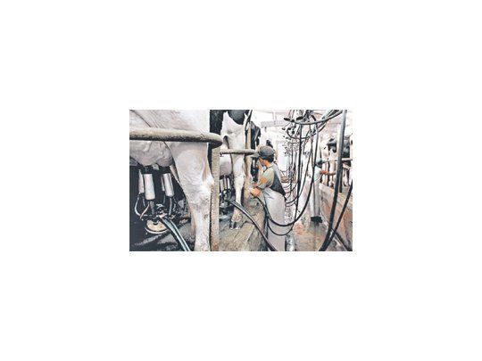 El costo de producción y el precio de la leche cruda que se le paga a los tamberos es la mejor de los últimos años, de acuerdo al informe.