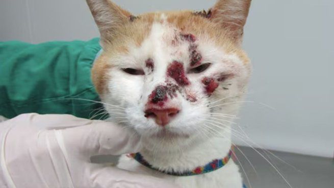 El diagnóstico fue confirmado a través de pruebas de biología molecular en el Instituto de Higiene. El estudio llevó a la notificación inmediata al Ministerio de Salud Pública y a la Comisión de Zoonosis.&nbsp;