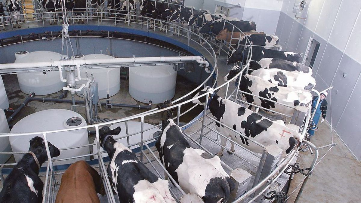 The market expects an improvement in the dairy sector during 2024