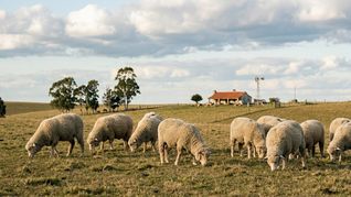 Ante los cambios estructurales en la demanda textil global, los ingresos por exportaciones de carne ovina ganan terreno y sostienen hoy la viabilidad del rubro en el campo local. Ante los cambios estructurales en la demanda textil global, los ingresos por exportaciones de carne ovina ganan terreno y sostienen hoy la viabilidad del rubro en el campo local.
