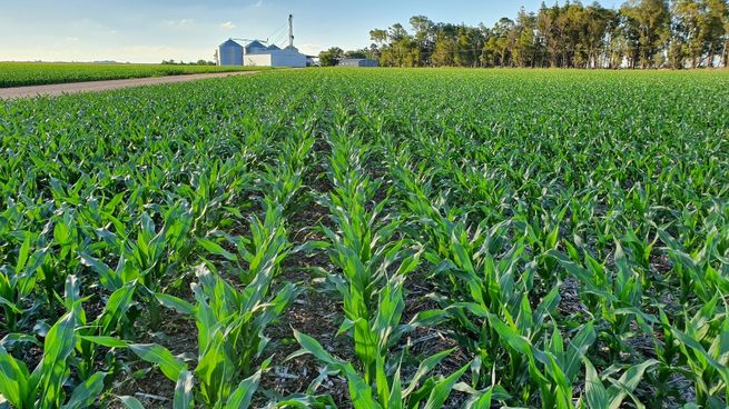 mercado agrícola.jpg