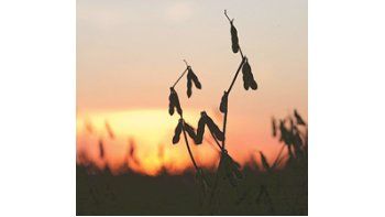 La producción actual de soja de la Argentina subiría a 53,3 millones de toneladas desde los 32 millones recolectados en 2009.