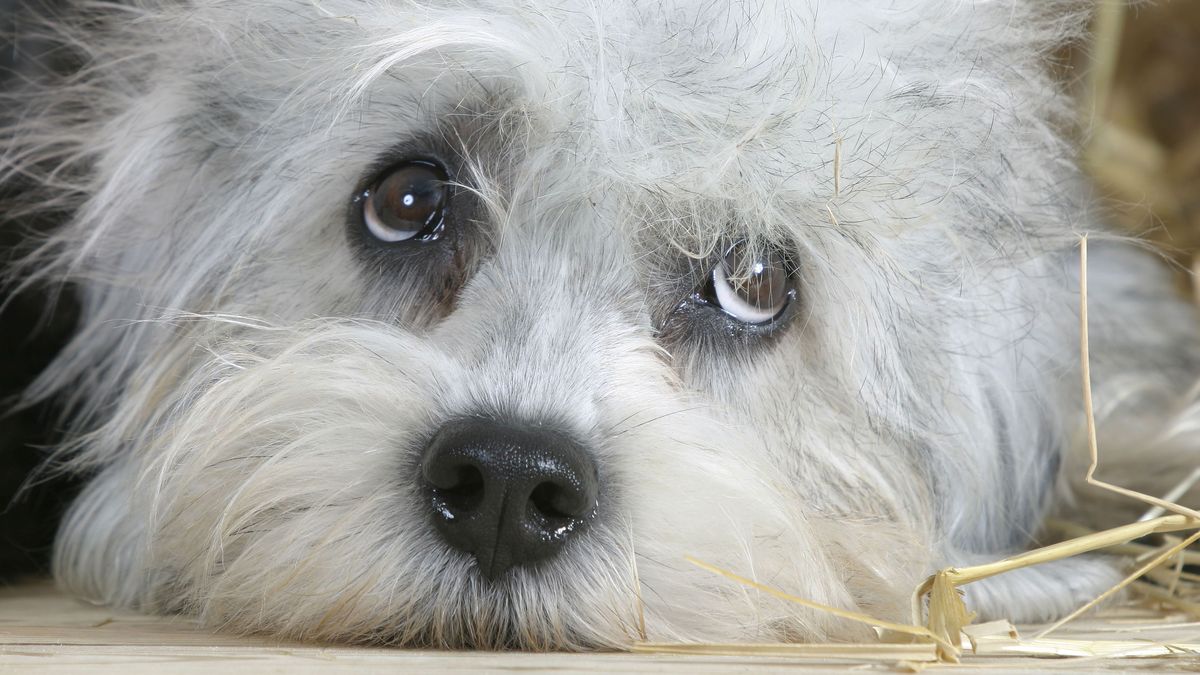 These are the 15 rarest dog breeds in the world according to experts