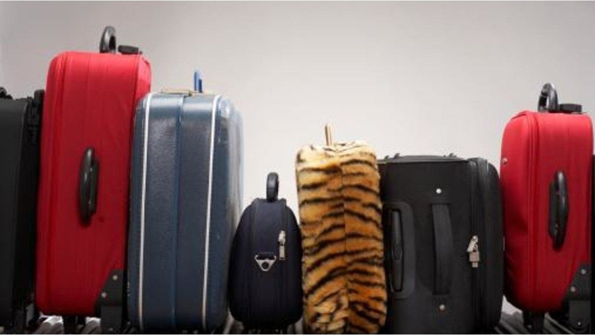 Do not pull your old suitcases: with these tricks you will be able to recycle them in home design elements