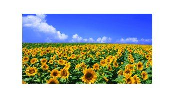 El Girasol presenta buenos rindes en el NEA