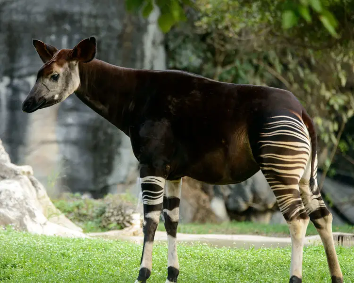 Los Okapis son familiares directos de la Jirafa. Los Okapis son familiares directos de la Jirafa.