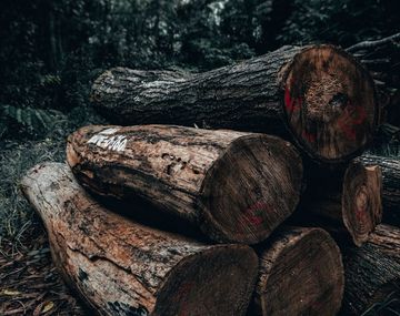 Unión Europea propone veto a la importación de alimentos y madera de áreas deforestadas
