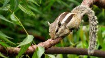 Murieron 31 de los 40 especímenes del zoológico.