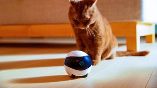 Diseñan con Inteligencia Artificial una niñera que cuida a las mascotas