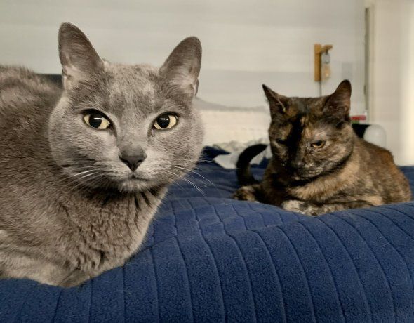 Con temperaturas altas, las mascotas necesitan cuidados extra para atravesar el verano sin sobresaltos. Con temperaturas altas, las mascotas necesitan cuidados extra para atravesar el verano sin sobresaltos.